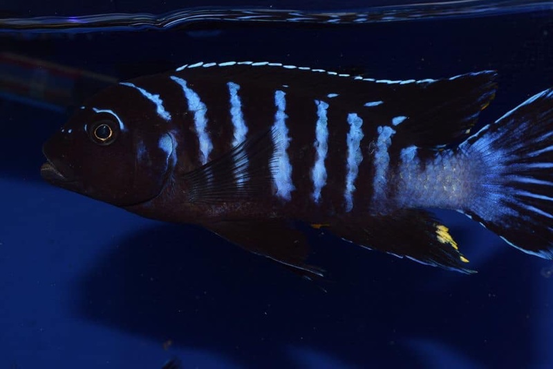 Maylandia sp. 'dolphin' Thumbi Point